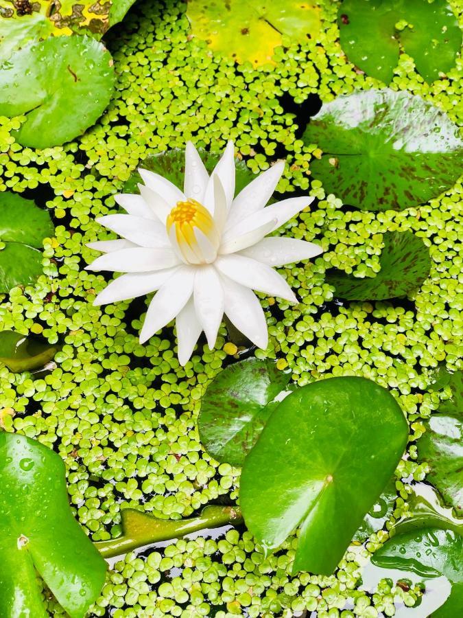 Pearl House Resort Anuradhapura Eksteriør bilde