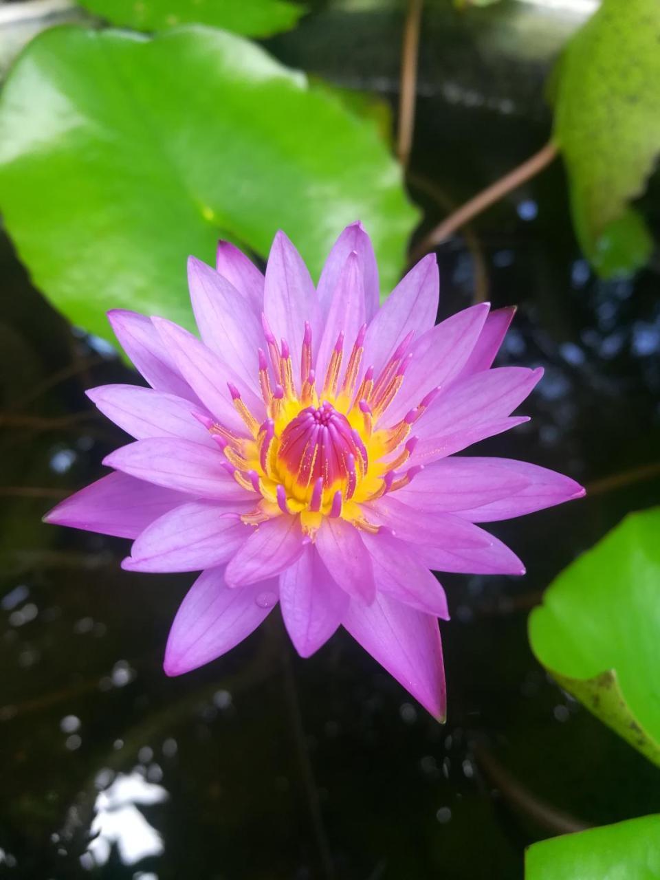 Pearl House Resort Anuradhapura Eksteriør bilde